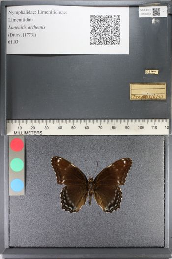 Media type: image;   Entomology 136654